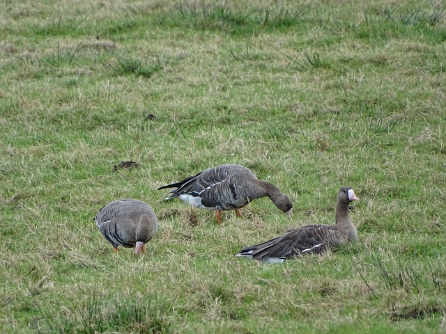 c7娱乐:足球——欧国联:意大利不敌德国.